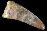 Thick, Juvenile Carcharodontosaurus Tooth #84434-1